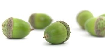 acorns acorns