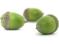 acorns
