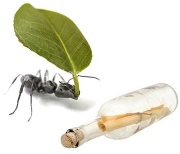 ant and bottle - with message