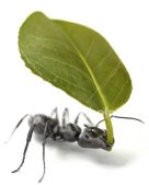 ant carrying big leaf