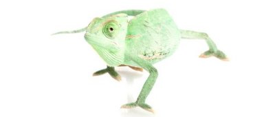 chameleon400x170 chameleon400x170