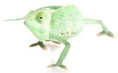 chameleon